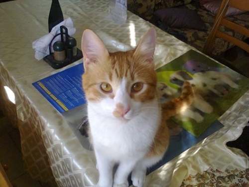 &Chi;ά&theta;&eta;&kappa;&epsilon; ά&sigma;&pi;&rho;&omicron; &mu;&pi;&epsilon;&zeta; &Gamma;&alpha;&tau;ά&kappa;&iota;, &Theta;&epsilon;&sigma;&sigma;&alpha;&lambda;&omicron;&nu;ί&kappa;&eta;